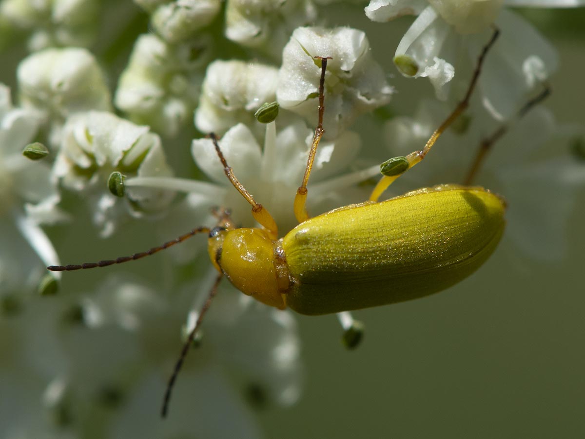 Cteniopus flavus